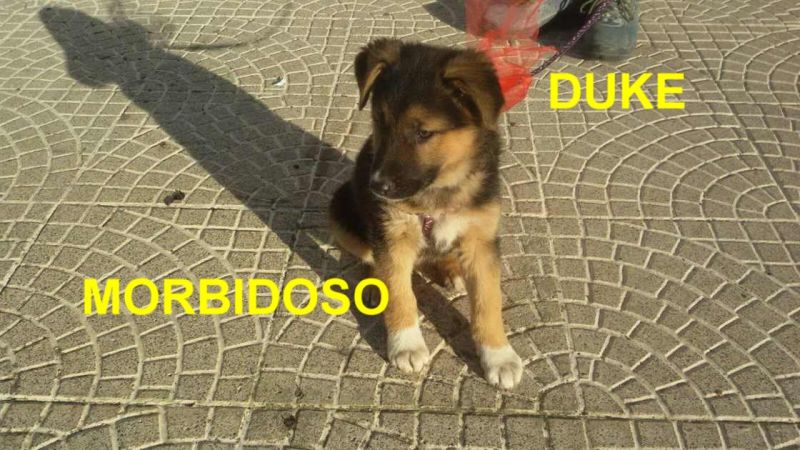 CUCCIOLO DUKE INCROCIO PASTORE TEDESCO  IN REGALO
