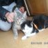 GATTINI CHRIS E TEDDY INCROCIO RAZZA EUROPEA IN REGALO