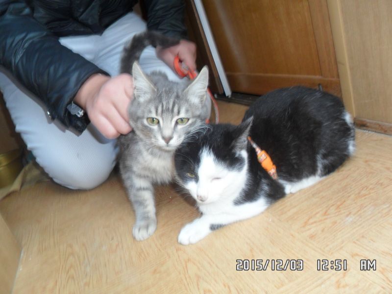 GATTINI CHRIS E TEDDY INCROCIO RAZZA EUROPEA IN REGALO