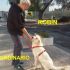 CAGNOLINO ROBIN INCROCIO GOLDEN RETRIEVER IN REGALO