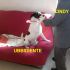 CAGNOLINA CINDY INCROCIO JACK RUSSELL IN REGALO