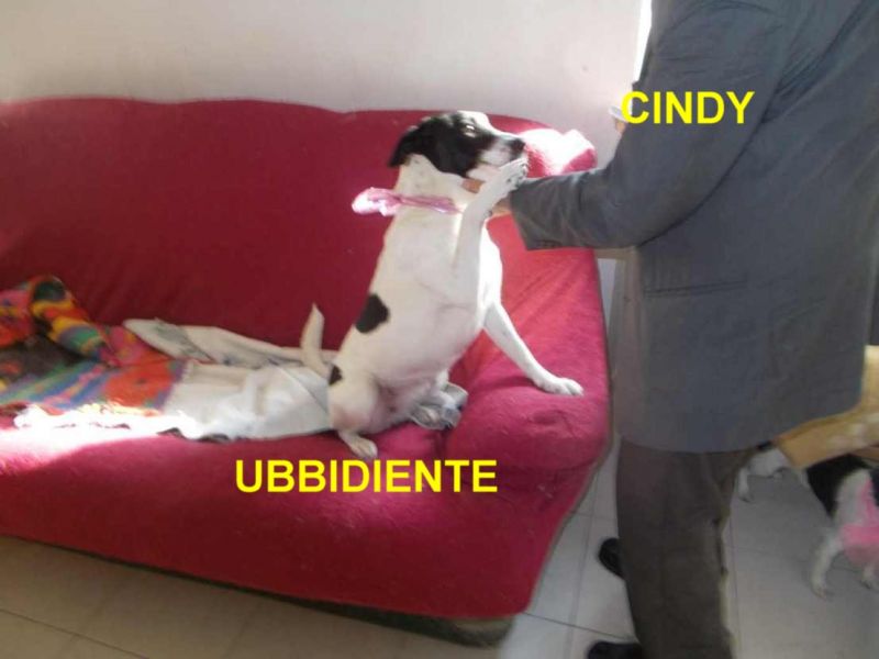 CAGNOLINA CINDY INCROCIO JACK RUSSELL IN REGALO