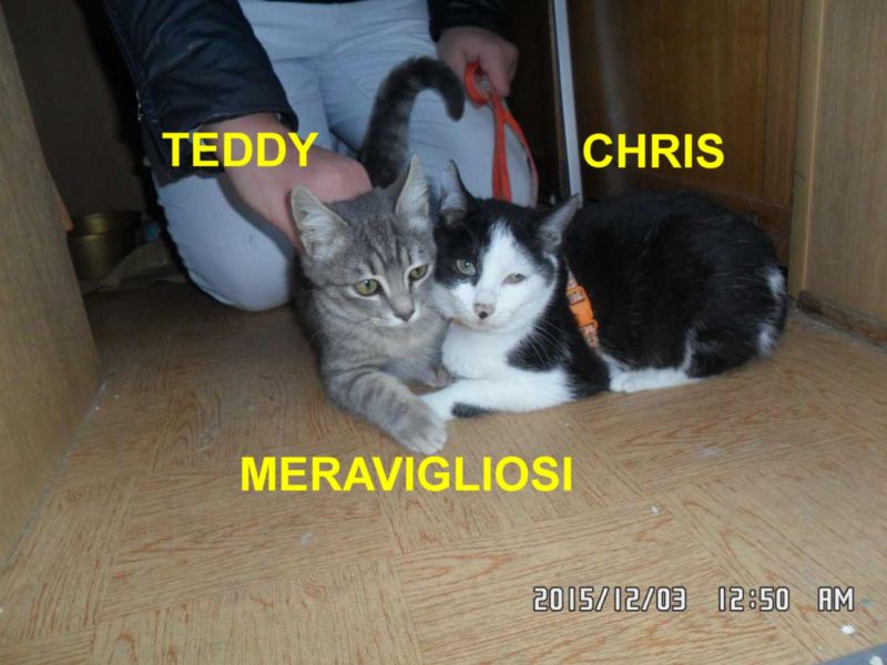 GATTINI CHRIS E TEDDY INCROCIO RAZZA EUROPEA IN REGALO