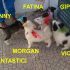 Victor-morgan- fatina-ginny-gipsy incrocio border collie