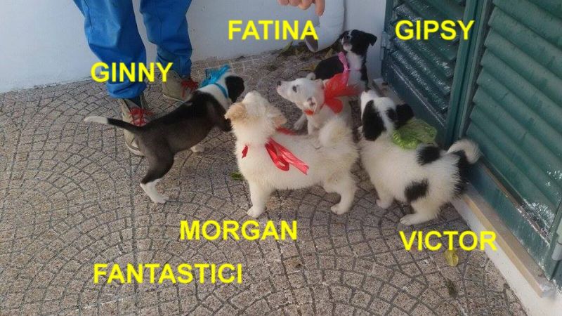 Victor-morgan- fatina-ginny-gipsy incrocio border collie