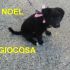 CUCCIOLA NOEL INCROCIO BORDER COLLIE  IN REGALO