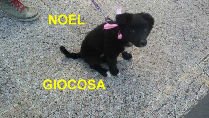 CUCCIOLA NOEL INCROCIO BORDER COLLIE IN REGALO