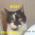 CUCCIOLA DI GATTO  ROSY INCROCIO RAZZA EUROPEA  IN REGALO