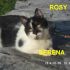 CUCCIOLA DI GATTO  ROSY INCROCIO RAZZA EUROPEA  IN REGALO