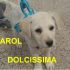 CUCCIOLA CAROL INCROCIO LABRADOR IN REGALO