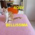 CUCCIOLA DI GATTO  ROSY INCROCIO RAZZA EUROPEA  IN REGALO
