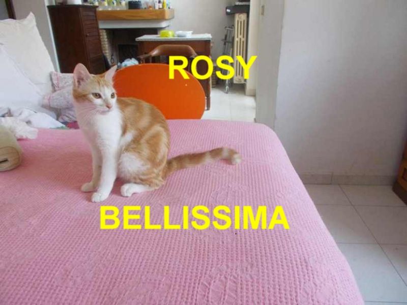 CUCCIOLA DI GATTO ROSY INCROCIO RAZZA EUROPEA IN REGALO