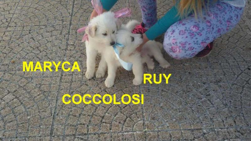 CUCCIOLI INCROCIO LABRADOR RETIREVER IN REGALO