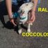 CUCCIOLO RALF INCROCIO BORDER COLLIE JACK RUSSEL IN REGALO