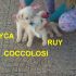 CUCCIOLI INCROCIO LABRADOR RETIREVER IN REGALO