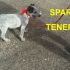 CUCCIOLO SPARK  INCROCIO LABRADOR IN REGALO