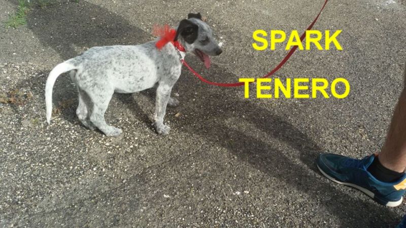 CUCCIOLO SPARK INCROCIO LABRADOR IN REGALO