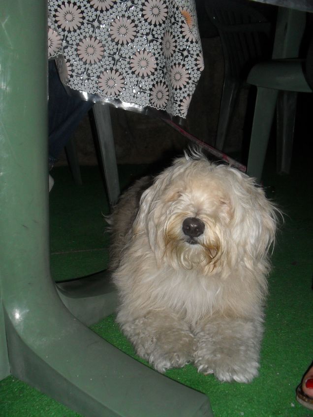 passeggiando per Ischia