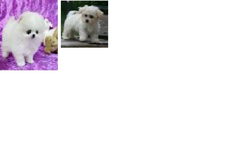 cerco cane tg piccola