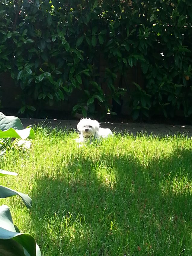 roy stà prendendo il sole