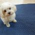 cerco cucciola di maltese (Una FemmiNuccia)