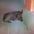 CANE: DASY DOLCE SIMIL PINSCHERINA