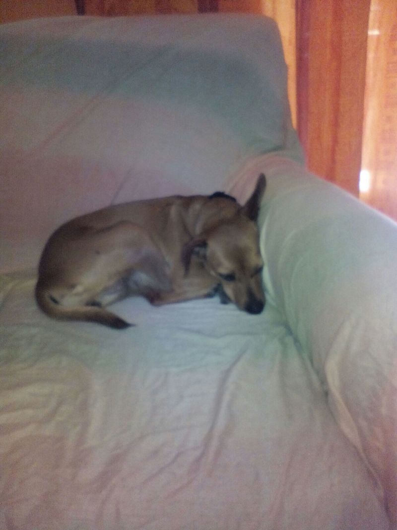 CANE: DASY DOLCE SIMIL PINSCHERINA