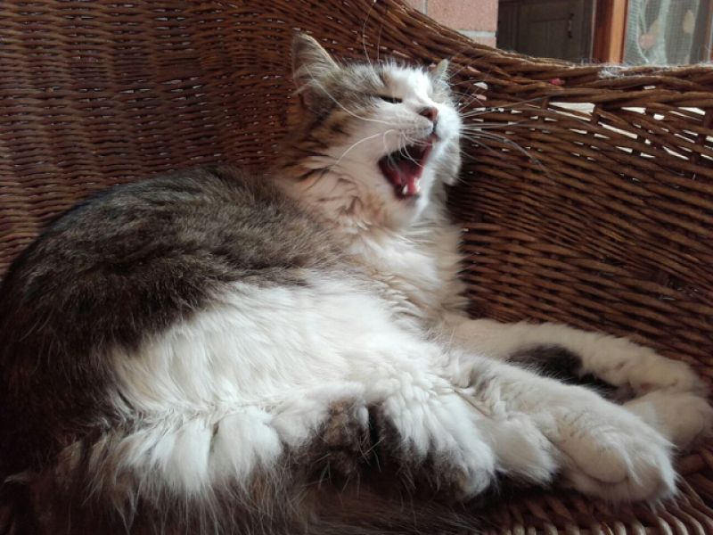 ROXY GATTA SIBERIANA