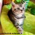 Ultima Bellissima Gattina British- Whiskas