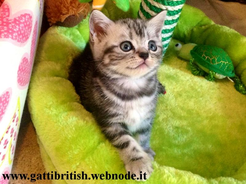 Ultima Bellissima Gattina British- Whiskas