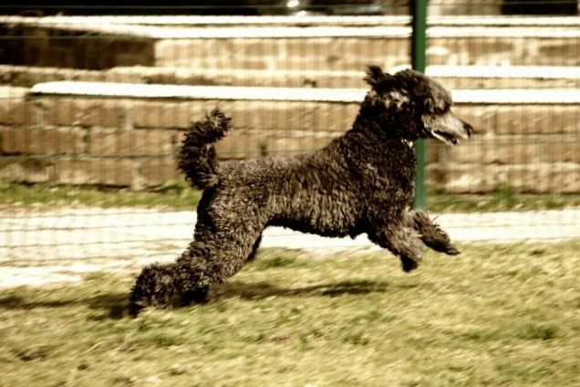 Emma gioca nel prato