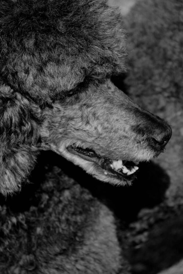 Emma, barbone gigante