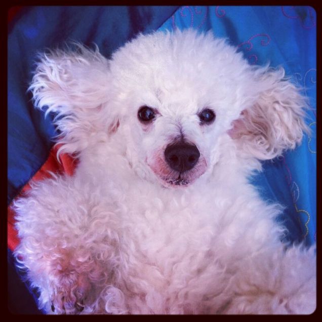 Impi, barboncino bianco