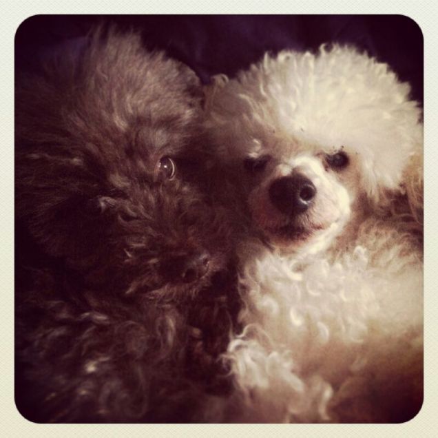 Little e Impi, i miei barboncini nani