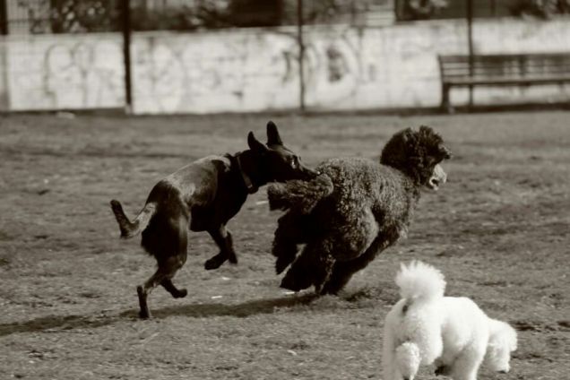Barbone e barboncino