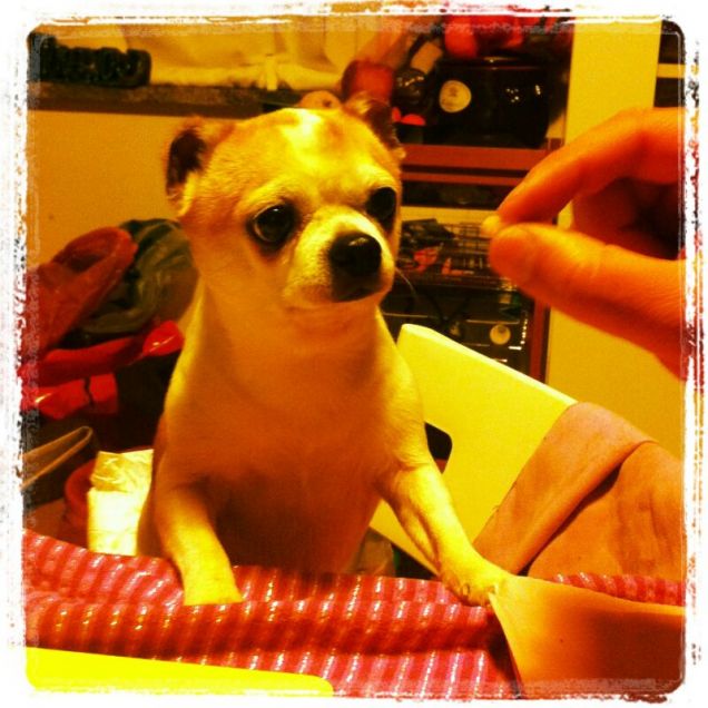 Totò, cane chihuahua