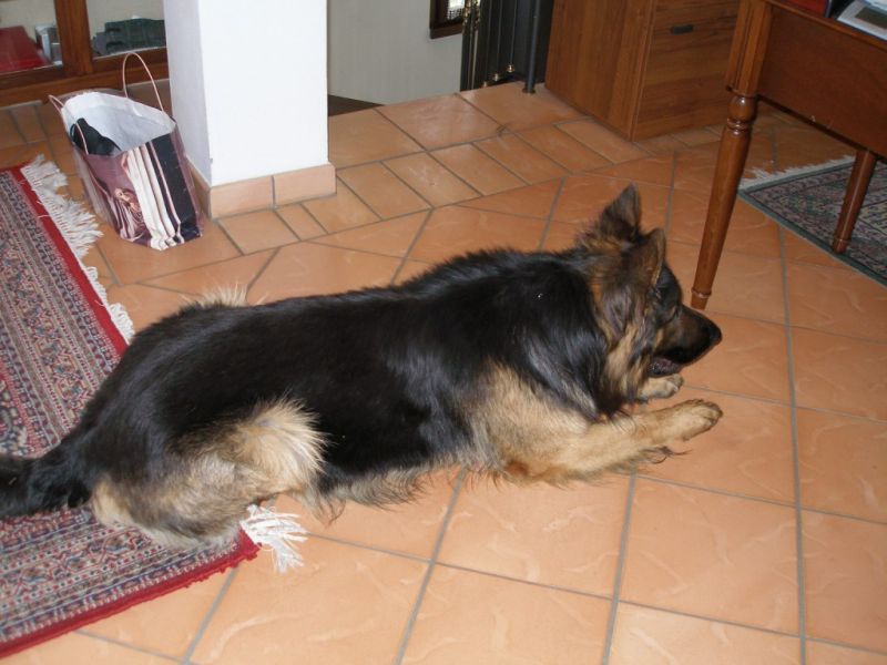 Cerco P.T. pelone femmina per accoppiamento