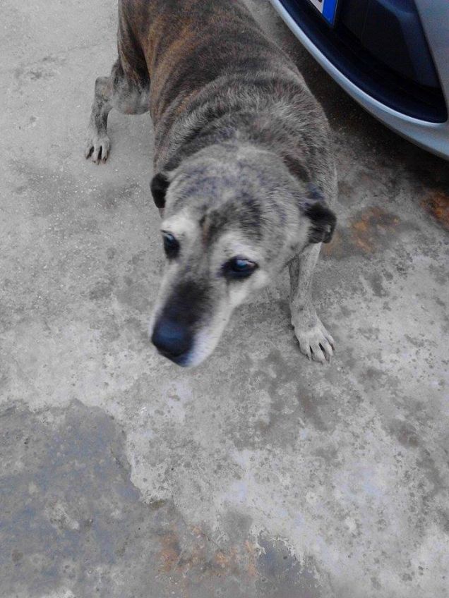 la mia dolce vecchietta. 