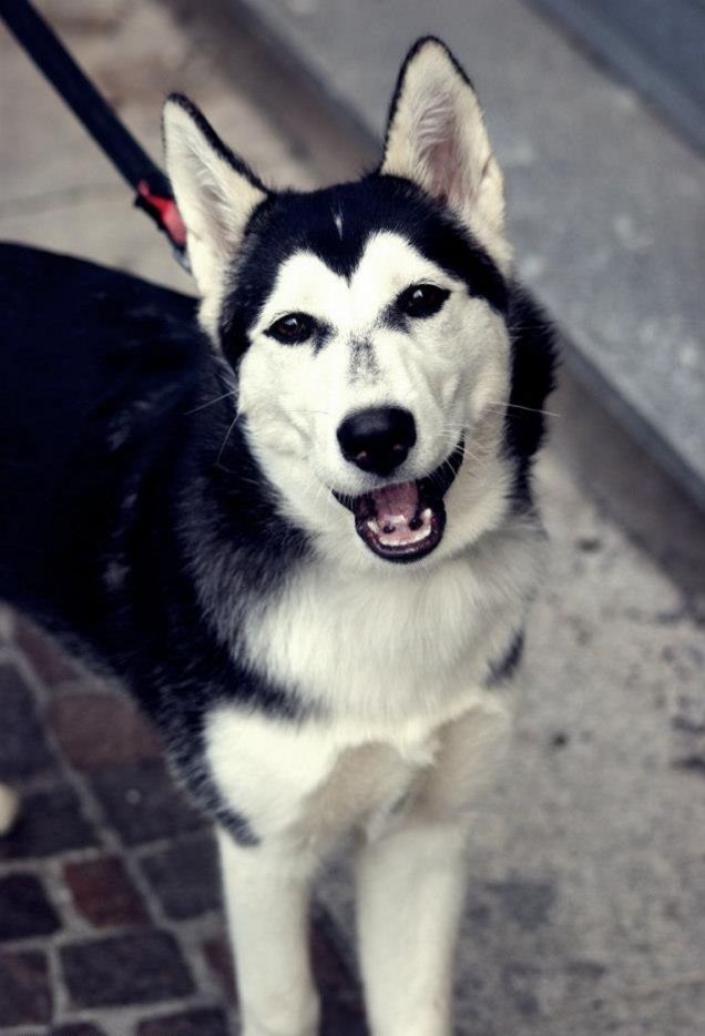 Mishka sorridente :D