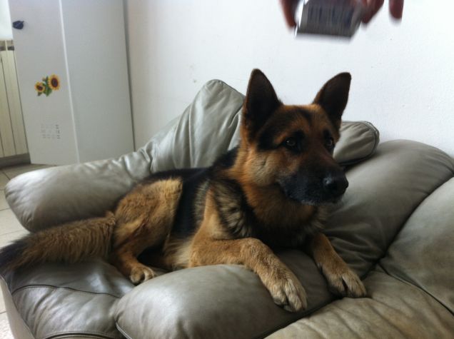 Zeusino sulla poltrona