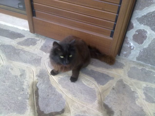 Io sono un gattino ma non sto mai fermo