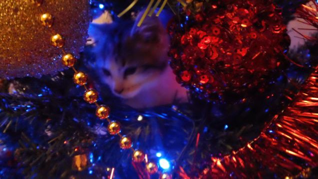 Primo Natale di Toffee