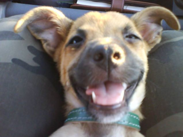 Stella