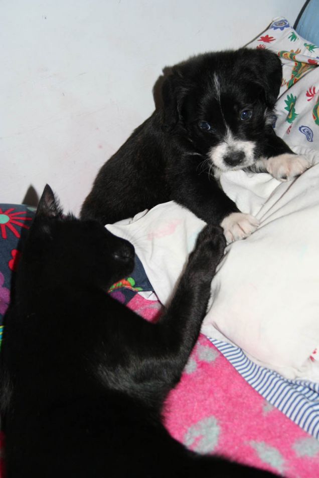 Charlie e il suo amico Kali