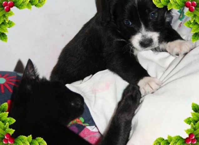 Kali e Charlie LOVE-FRIENDS