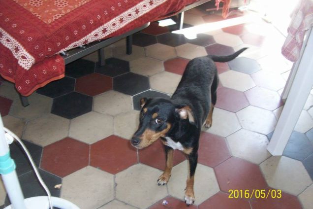 margot.....che mi guarda male :-8