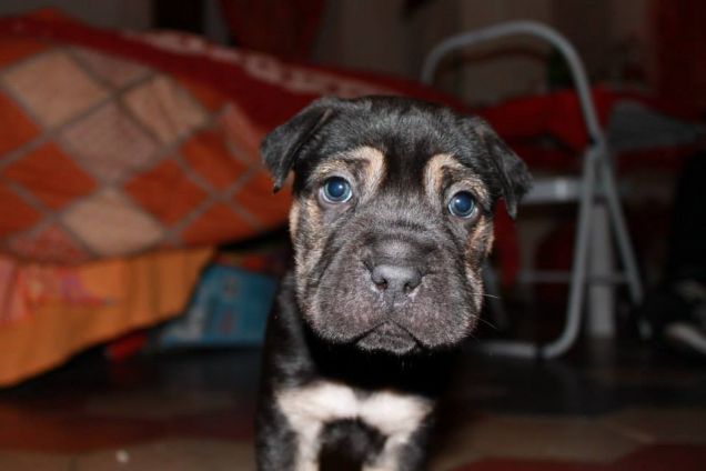 yanko