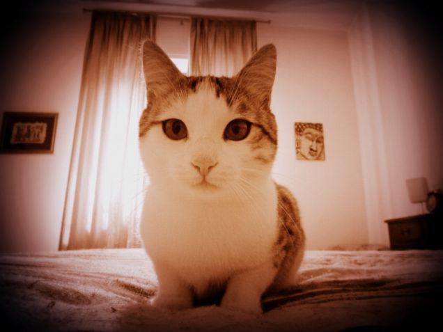 Un gatto d'altri tempi