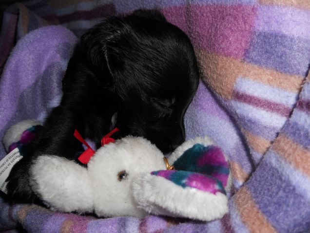 Il sonnellino di Milo