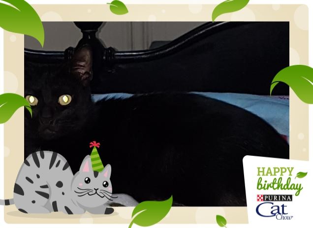 Maks principe della notte 